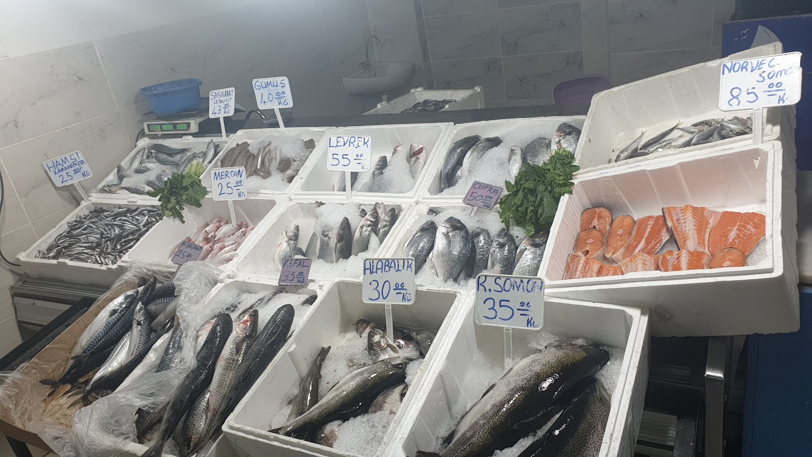Tuna Balıkçılık — fotoğraf 4