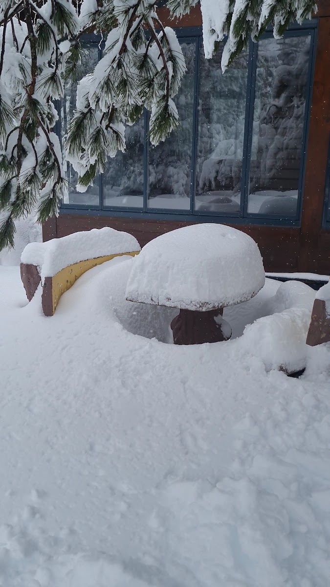 Uludağ sarıalan — fotoğraf 2