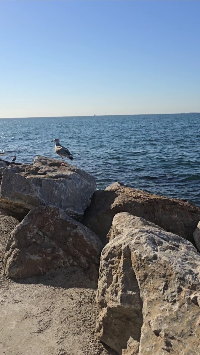 Ünsal Balık — fotoğraf 3