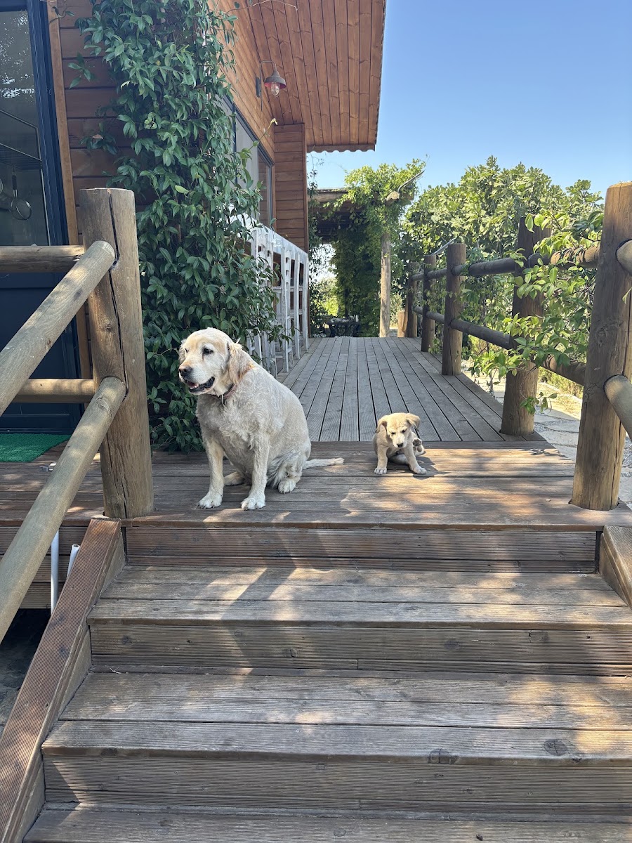Urlachi Çiftliği | Urla — photo 2