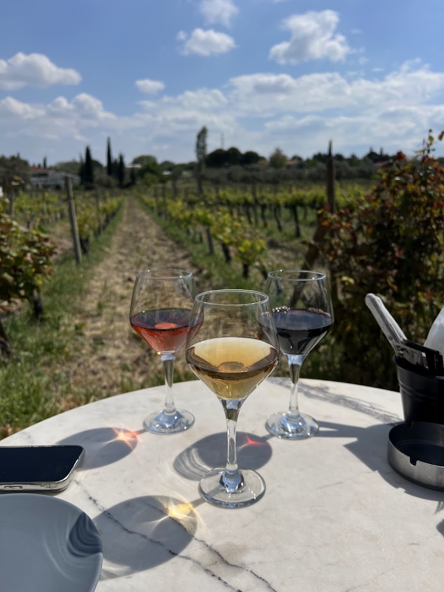Urlice Vineyards — photo 2