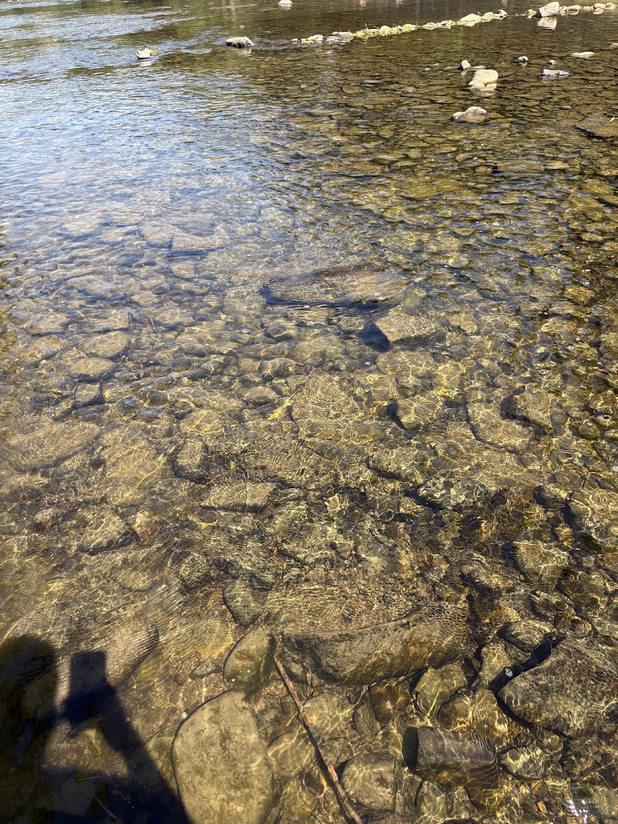 Vistül — photo 3