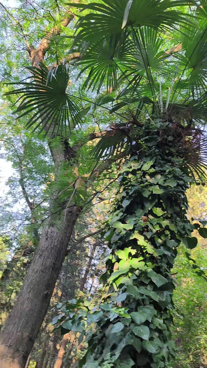 Xan Bağı — photo 3