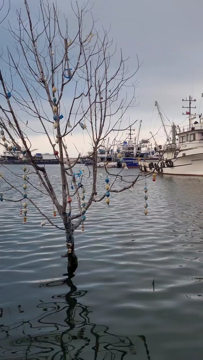 Yakakent Canlı Balık Aile Lokantası Şenol’un Yeri — photo 3