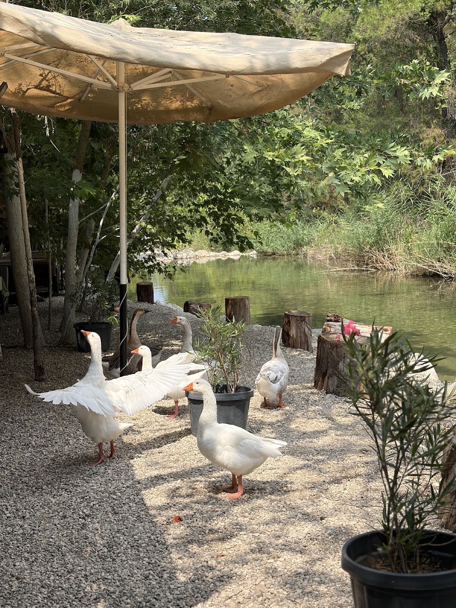 Yarıkpınar Meydan Restaurant — photo 3