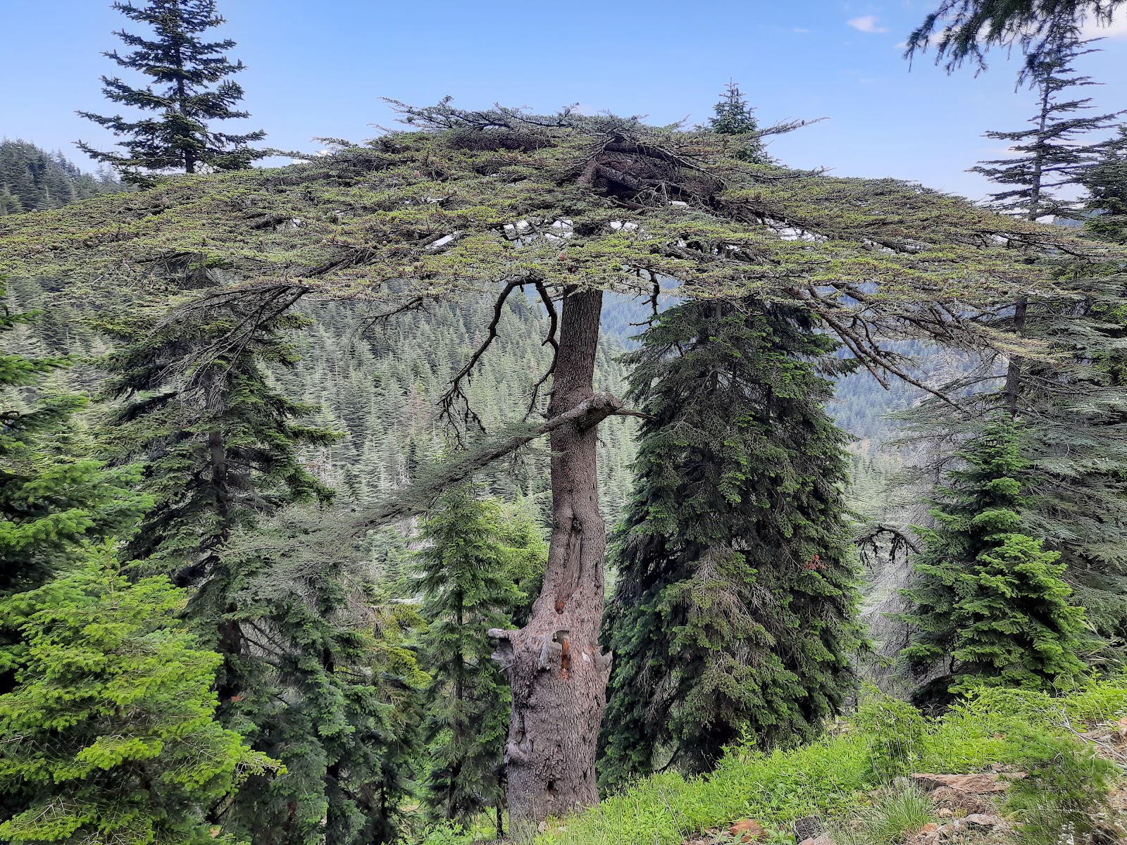 Yavşan yaylası tabiat parkı — fotoğraf