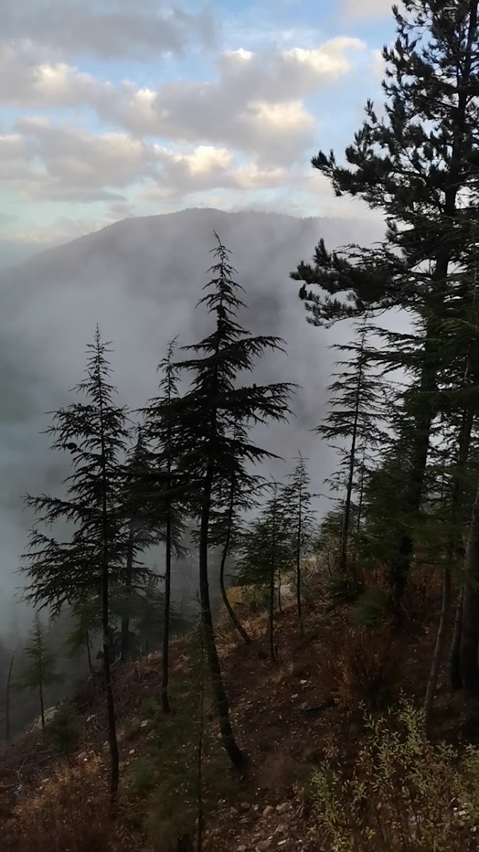 Yavşan yaylası tabiat parkı — fotoğraf 3