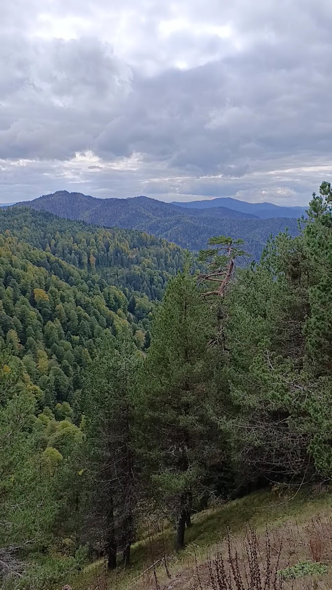 Yedigöller Ayıkayası Tabiat Parkı-Çadırlı Kamp ve Karavan Alanı- Ateşli Piknik Alanı — fotoğraf 2