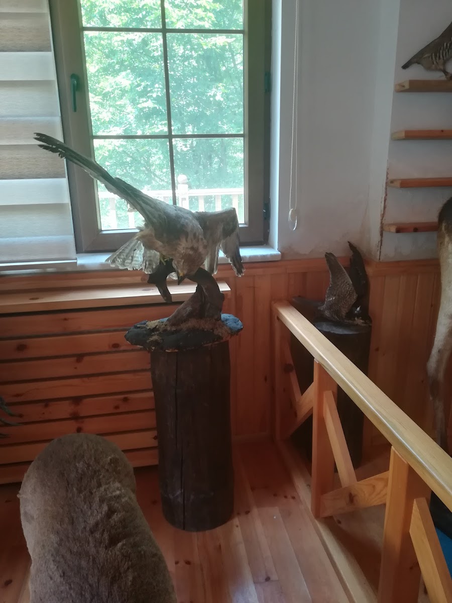 Yedigöller Milli Parkı Kamp Alanı — fotoğraf 2