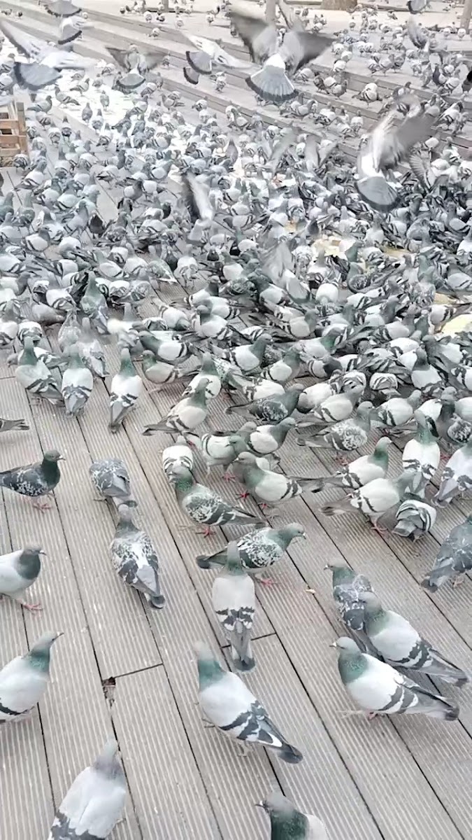Yediler Parkı/Hamamyolu Parkı — fotoğraf 2