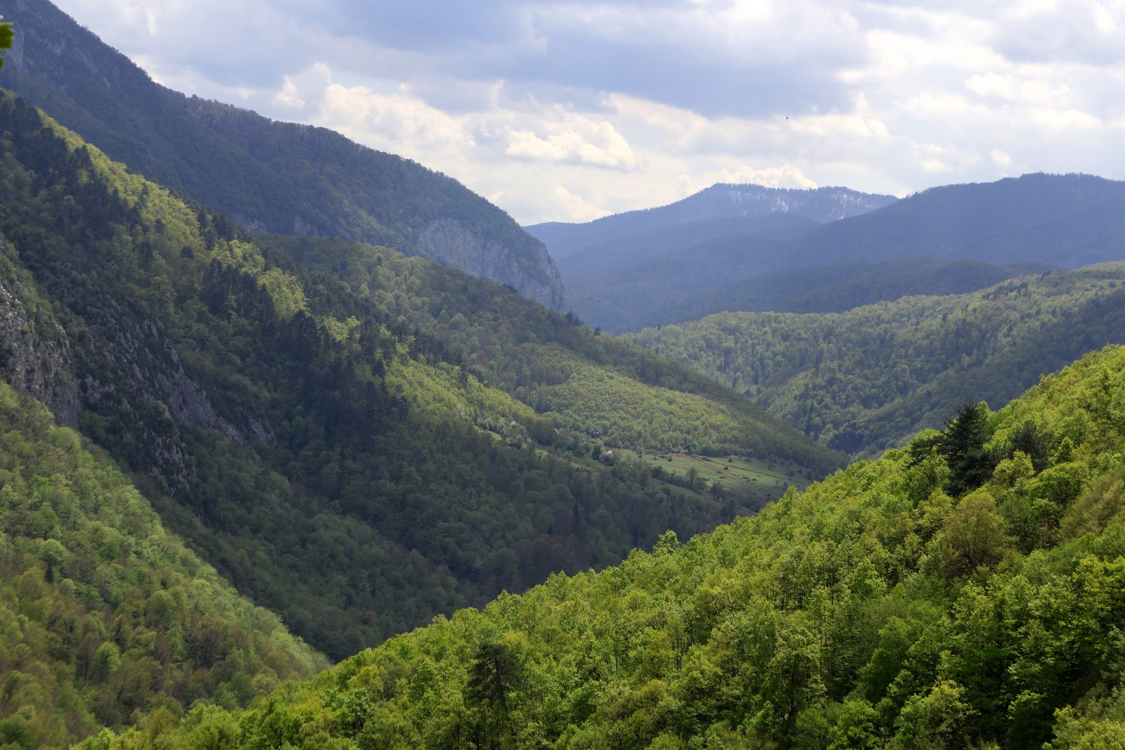 Yenice Kent Ormanı — fotoğraf