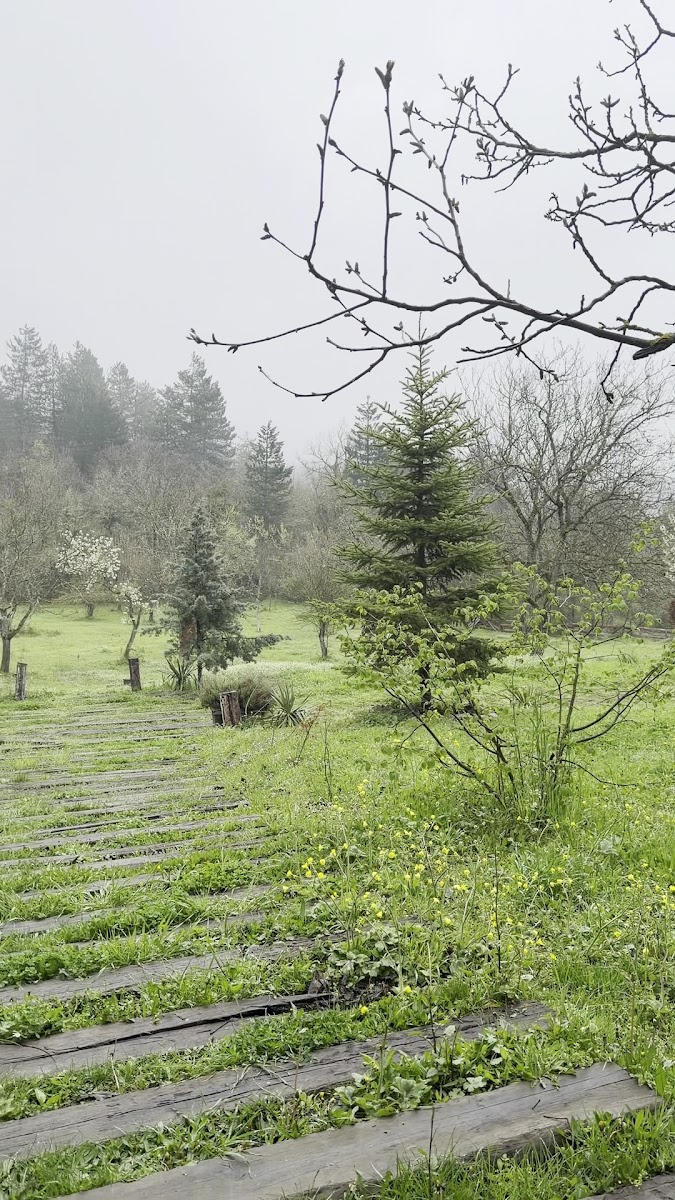 Yeşil Çizme Doğa Evi — fotoğraf 2