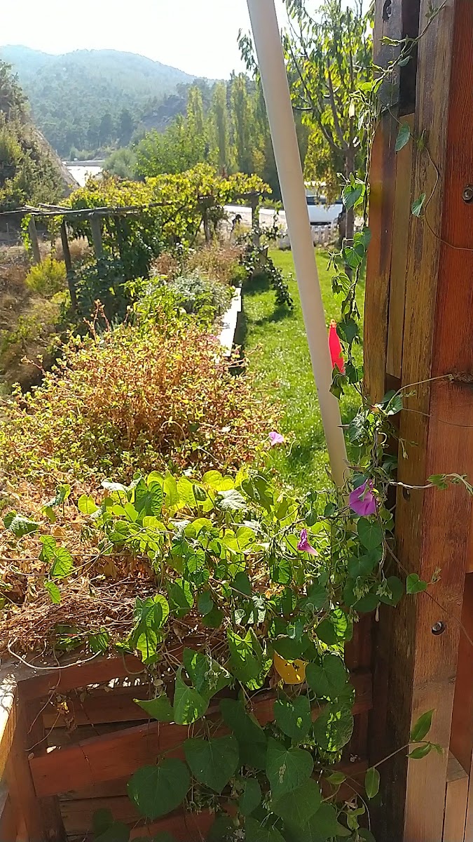 Yeşil Vaadi Restaurant Muğla — fotoğraf 3