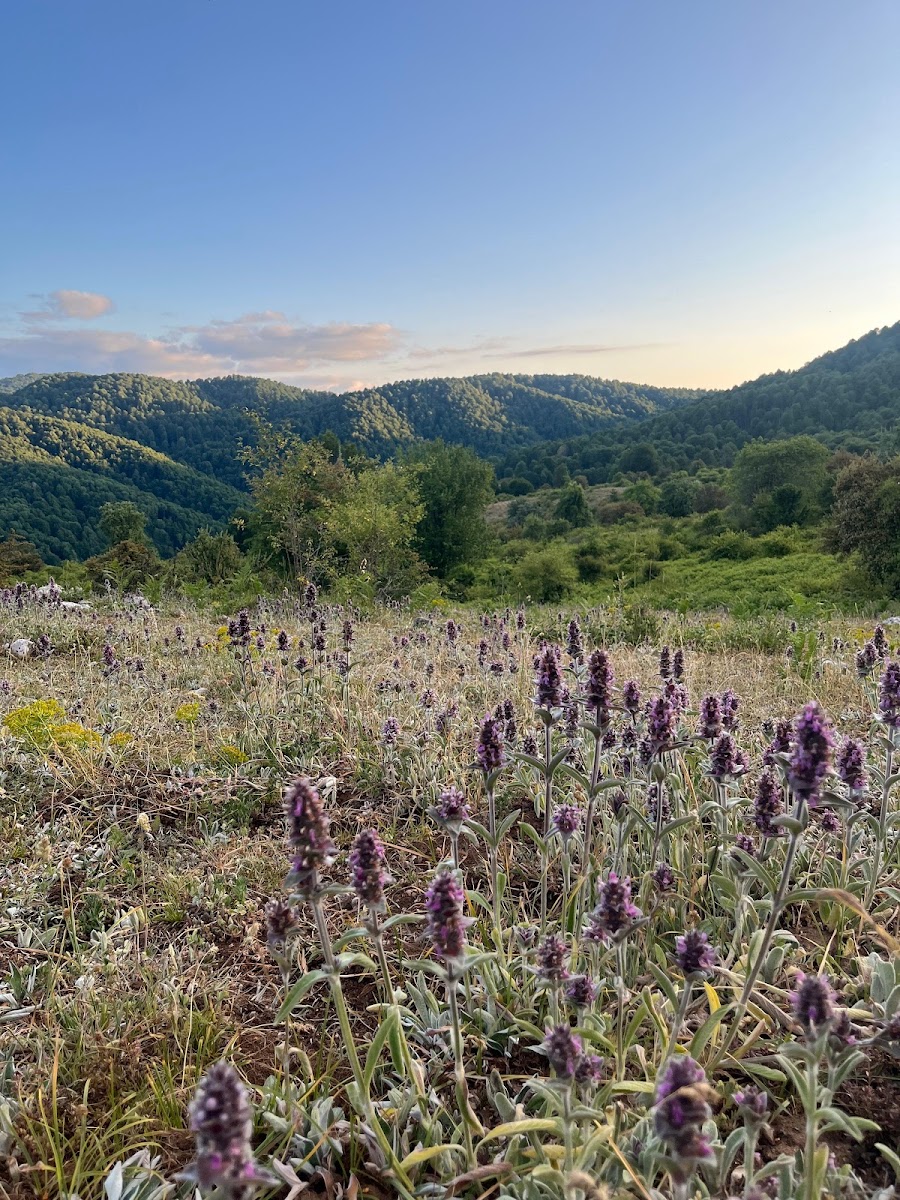 Yeşilöz Yaban Hayatı Geliştirme Sahası — photo 2