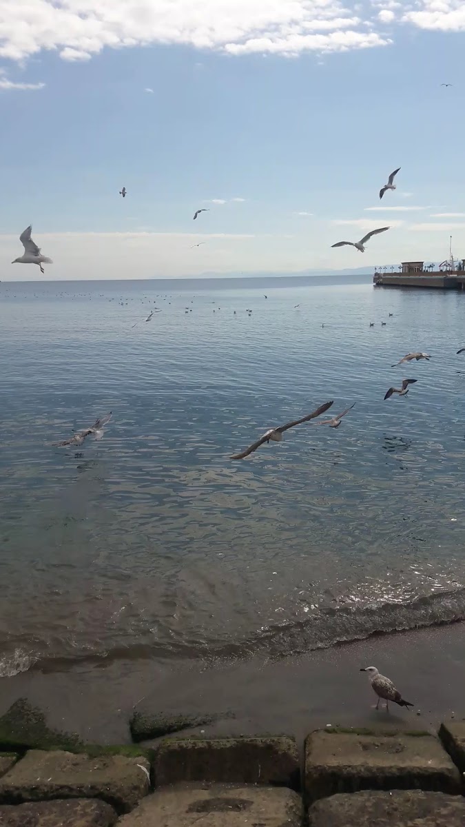 YİĞİTER BALIK EVİ — fotoğraf 3