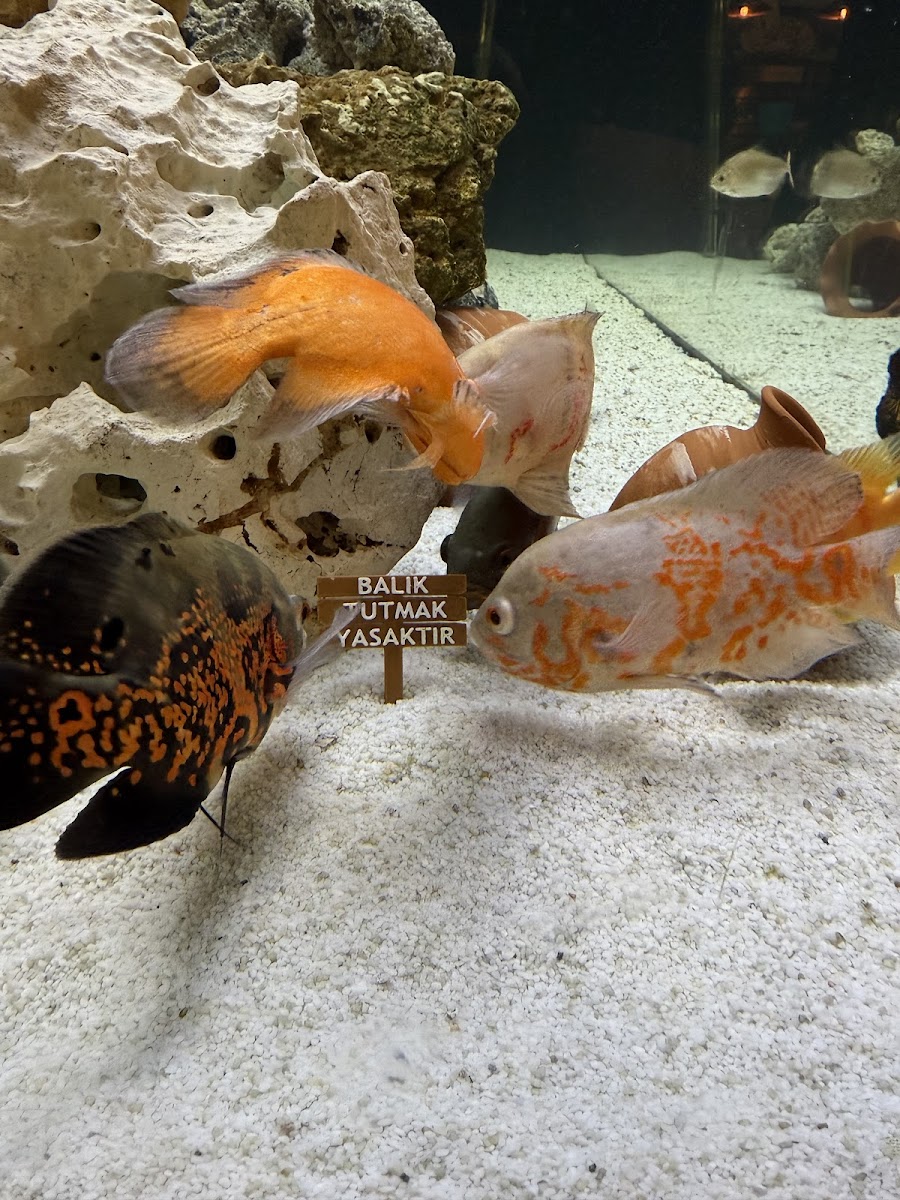 Yıldız Ciğer Restoran — fotoğraf 9