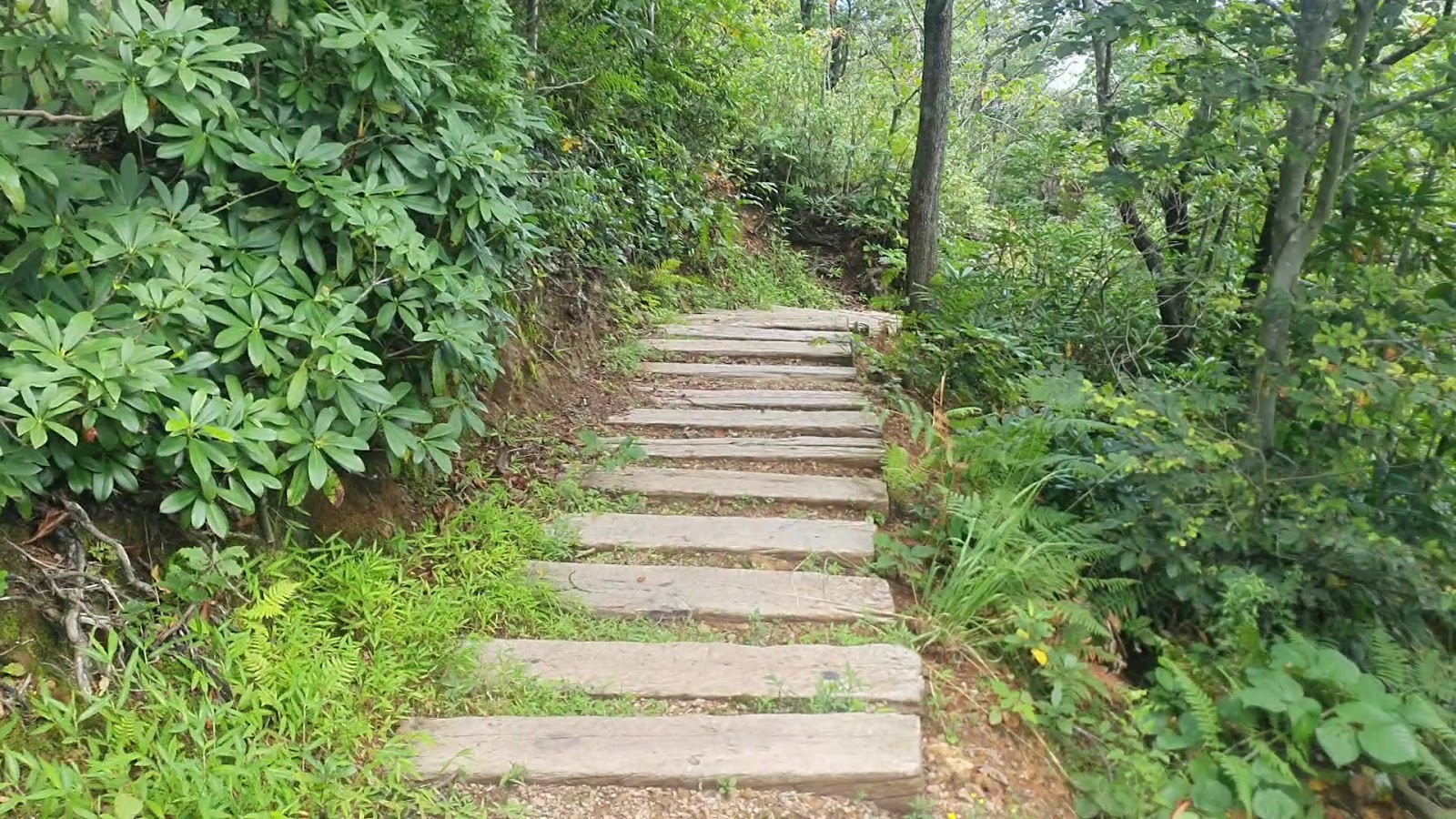 Yoroz Kent Ormanı — fotoğraf 3