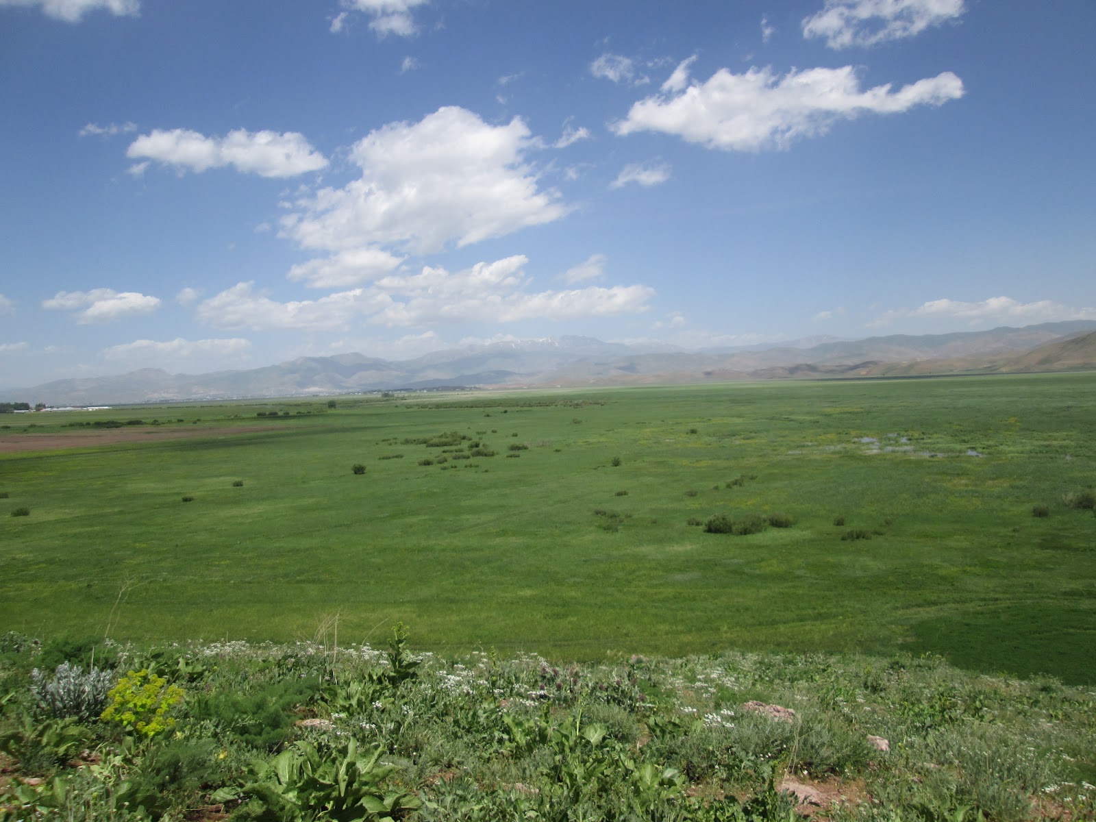 Yüksekova nehil sazlığı sulak alanı — fotoğraf