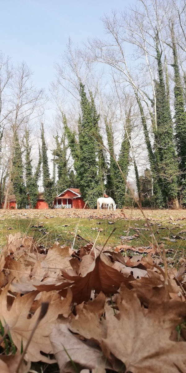 100. yıl Ecopark — fotoğraf 4