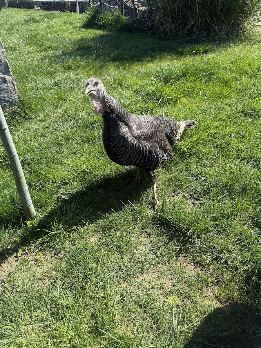 ZeytinDalı Kır Bahçesi — fotoğraf 2